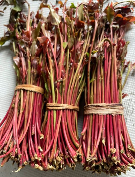 Muguka and Miraa Farming in Kenya: Costs, Market Prices & Profitability