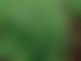 rosecoco beans farming in kenya