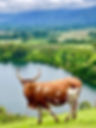 A brown and white cow stands on a grassy hill, overlooking a scenic lake and lush green valley with distant mountains under a cloudy sky at Ngare Ndare