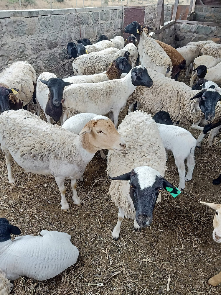 Dorper Sheep Prices (2026): Latest Market Rates for Rams, Ewes & Lambs| orderlivestock.com