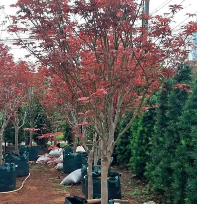 Red-leafed Red Maple trees in pots stand on reddish-brown soil, surrounded by green foliage. Bags and pipes are scattered, creating a nursery vibe.