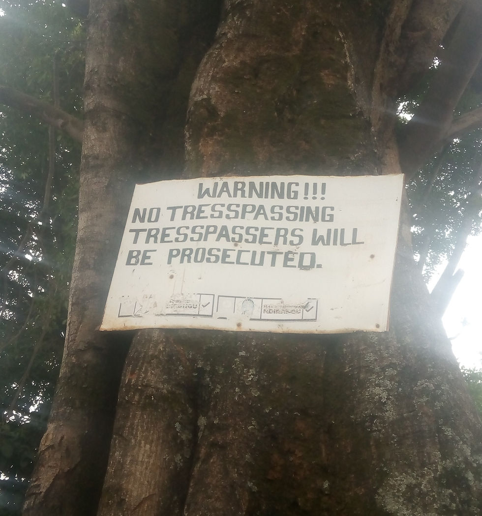 A mugumo Tree|Ficcuss Thoningi at Marurui