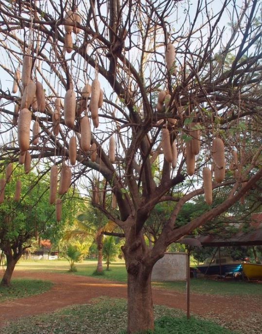 Kigelia Africana Tree