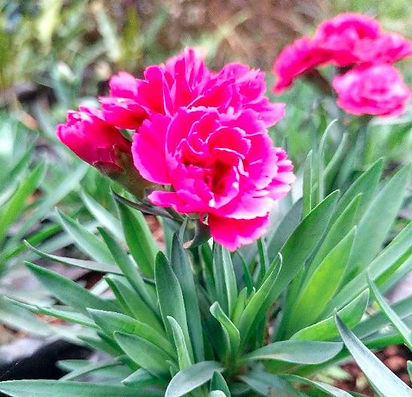 Bright pink carnation flowers bloom among lush green leaves, set against a blurred natural background. The scene is vibrant and lively.