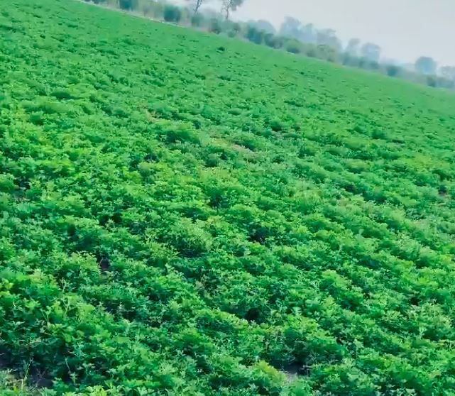 A vast green Lucerne field of lush plants under a clear sky, lined with distant trees at the horizon. The vibrant greenery suggests a serene, fertile scene.