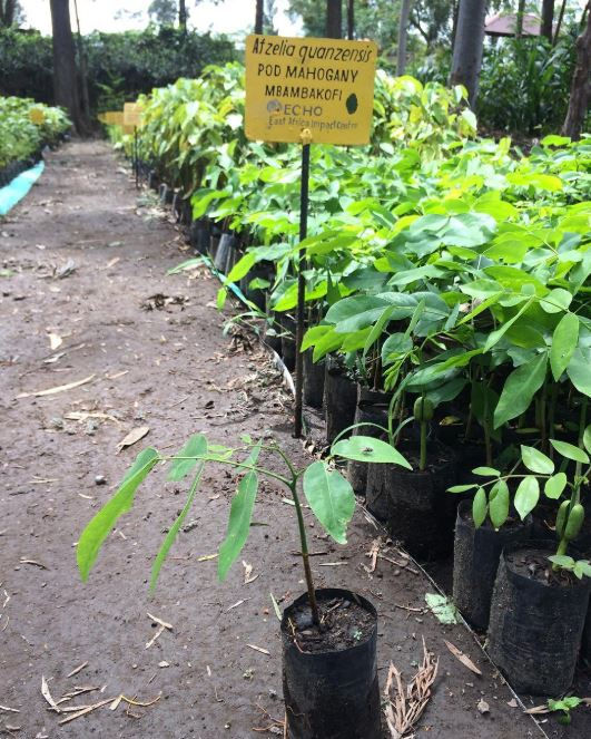 Young plants in black pots line a dirt path in a nursery. A sign reads "Afzelia quanzensis Pod Mahogany Mbambakofi, ECHO".