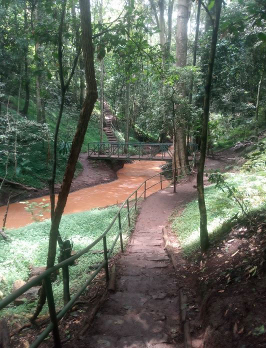 A forest path with a railing leads to a wooden bridge over a muddy river, surrounded by lush green trees and foliage.