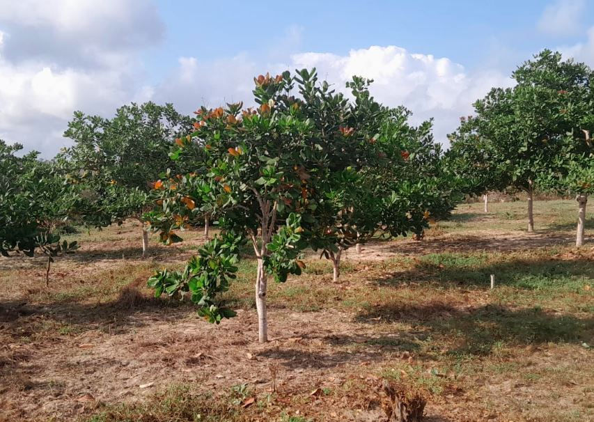 Cashew Nuts with green trees under a cloudy blue sky. The ground is dry with patches of grass. Calm, natural setting. No text visible.