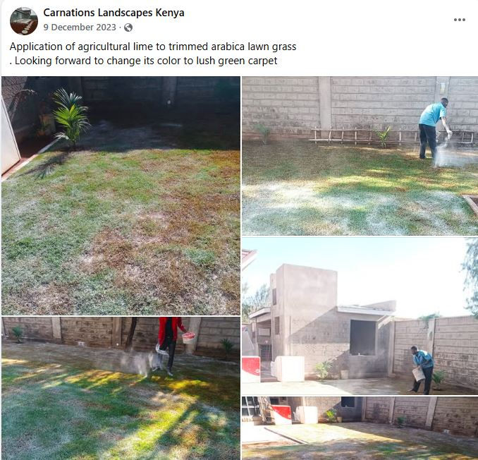 Man applying agricultural lime on brown lawn in a yard with brick walls. Goal is to turn grass lush green. Bright, sunny setting.