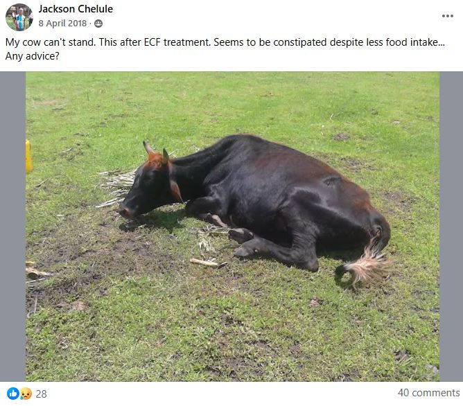 A cow lies on green grass, unable to stand. Sparse dried plants surround it. The setting is an open grassy area.