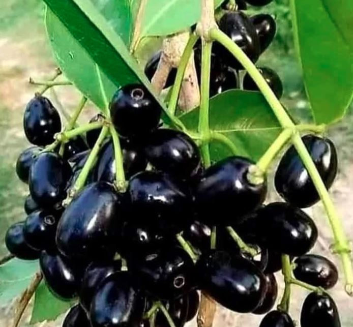 Black jamun berries hang from a branch with green leaves. The glossy fruits stand out against a blurred garden background.