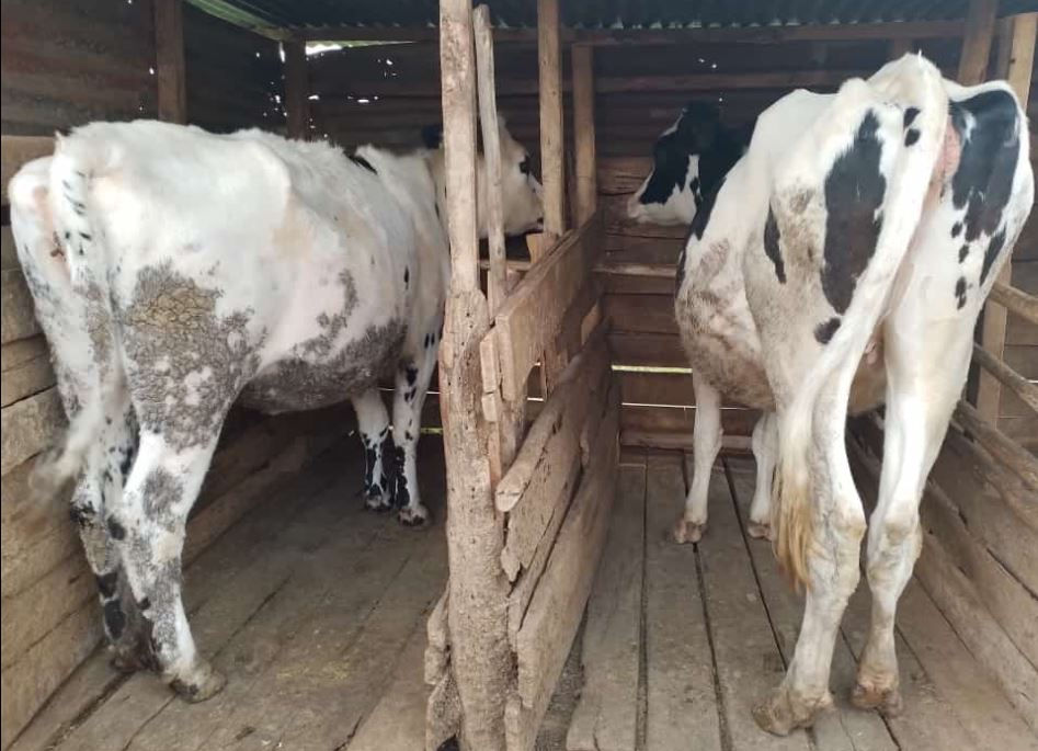 Two black and white cows stand in a wooden barn with divided stalls. The floor is wooden, and the barn has a rustic, enclosed setting.