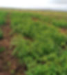 Lush green tomato plants grow in a vast, open field. The soil is visibly moist, suggesting recent rain, enhancing a serene, natural mood.