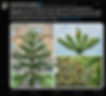 Monkey Puzzle tree in front of stone building, bird perched on branch against blue sky, close-up of branches and cones, text about superstition.