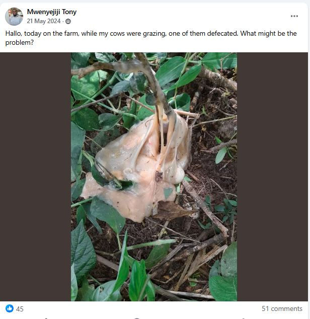 Orange-brown liquid on soil among green plants. It appears sticky or gelatinous. Farm setting implied, with leaves visible in the background.