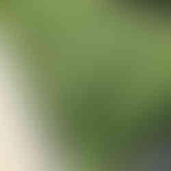 Image of japonia seeds