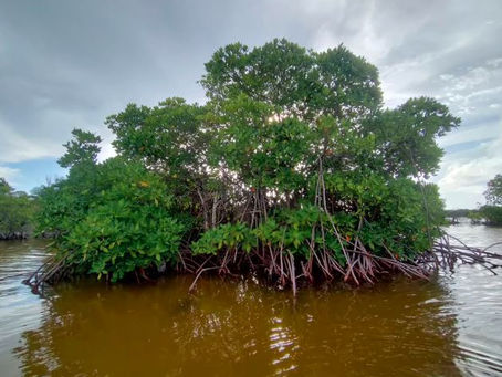 image of mangrove tree on coastal shoreline