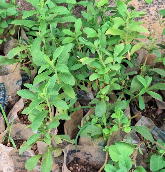 Candyleaf (Stevia) Herb Seedlings