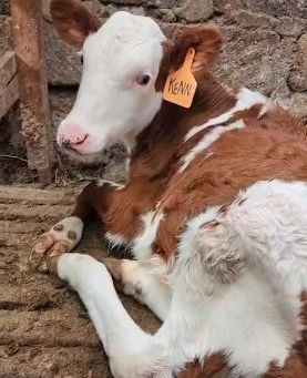 Pedigree Holstein & Fleckvieh Breeding Bulls for Sale