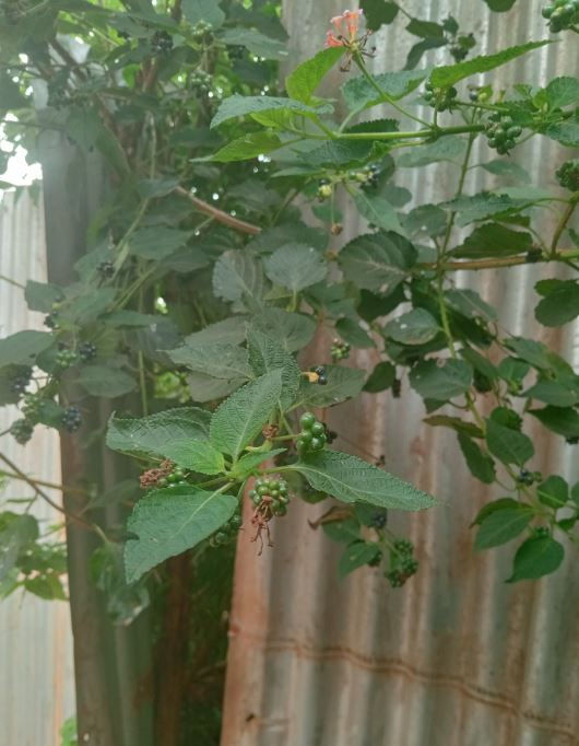 Green leaves and unripe Lantana Camara  on a bush against a corrugated metal background. Some berries are turning black outside.
