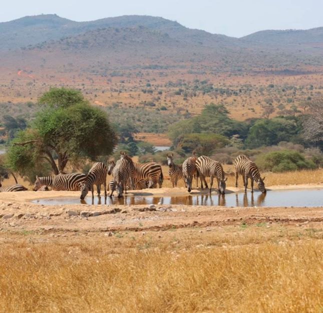 Zebras drinking at a waterhole in a dry savanna landscape, with rolling Taita hills and scattered trees in the background under a clear sky.