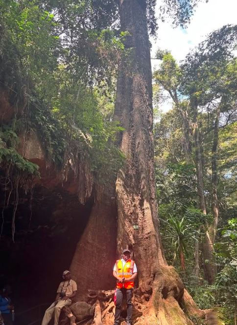 Person in an orange vest stands by a large tree in a lush forest with sunlight. Another person sits nearby at the base of the tree.