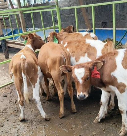 Young brown and white cows with ear tags stand in a pen with green fencing. The pen floor is muddy, and a brick wall is visible behind.