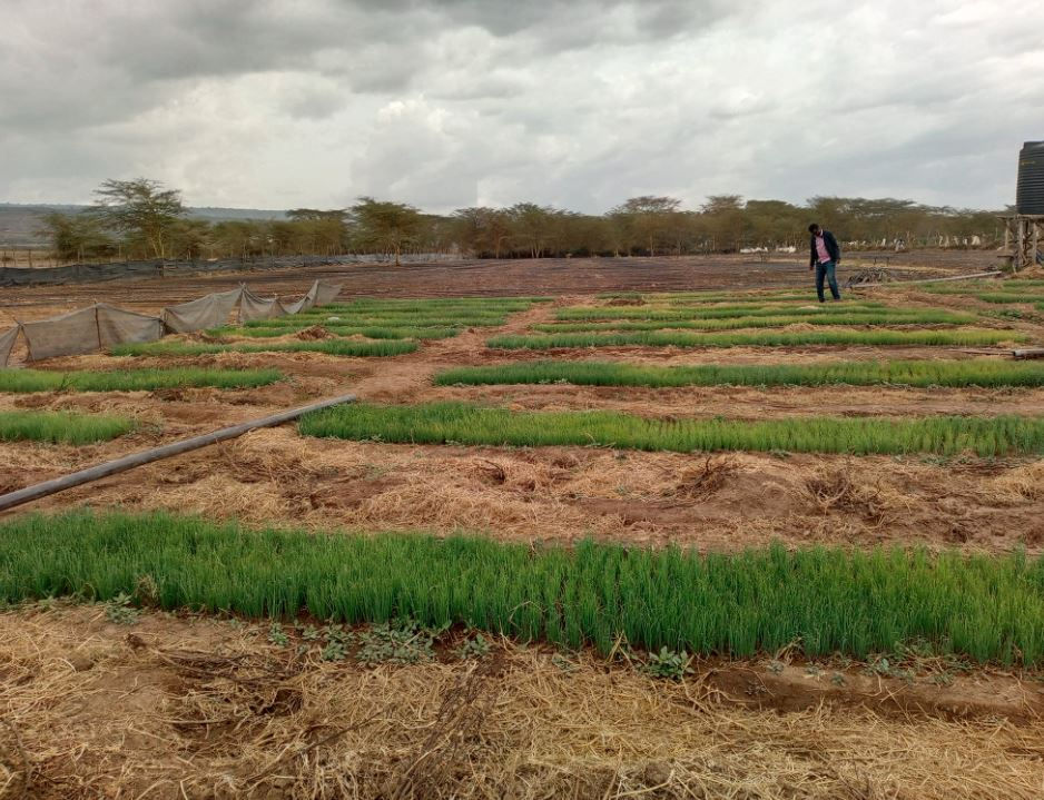 A person walks through a farm with Onion crop rows under a cloudy sky. Trees line the background, creating a serene, rural setting.
