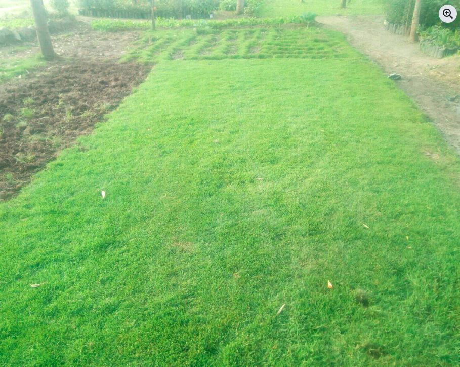 Arabic Green lawn with some patches, surrounded by a dirt path and plowed field. Trees and greenery in the background. Bright, natural setting.