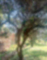 Muthiga Tree