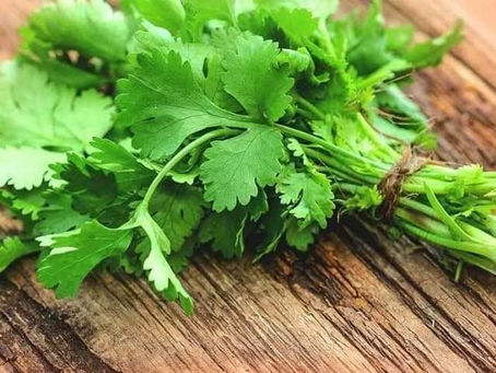 image of Dania also knwon as Coriander