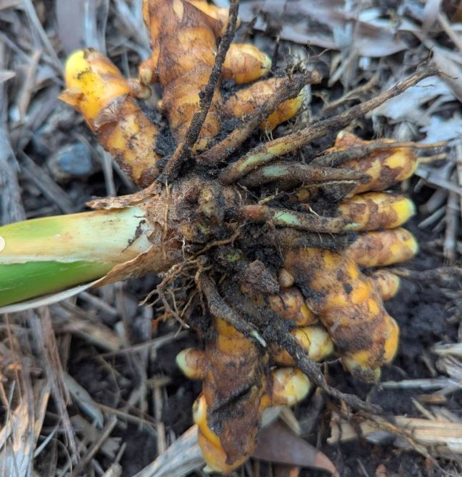 Freshly harvested ginger root with yellow-orange fingers and green stem, covered in soil, lying on a natural, dry leaf background.
