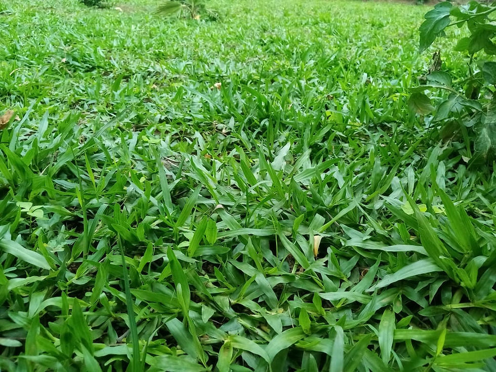 Zoysia Matrella Arabic Grass Benefits Lawn Care Growing Guide Zoysia Matrella Arabic Grass Benefits Lawn Care Growing Guide