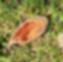 Image of a Baobab fruit