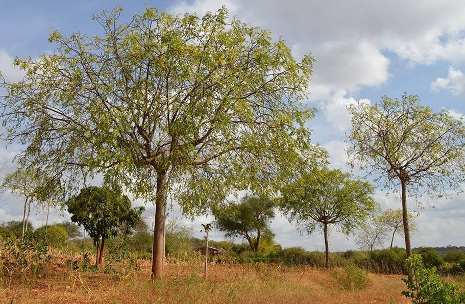 Trees with sparse green leaves stand in a dry, grassy field under a partly cloudy sky, conveying a calm, natural setting.