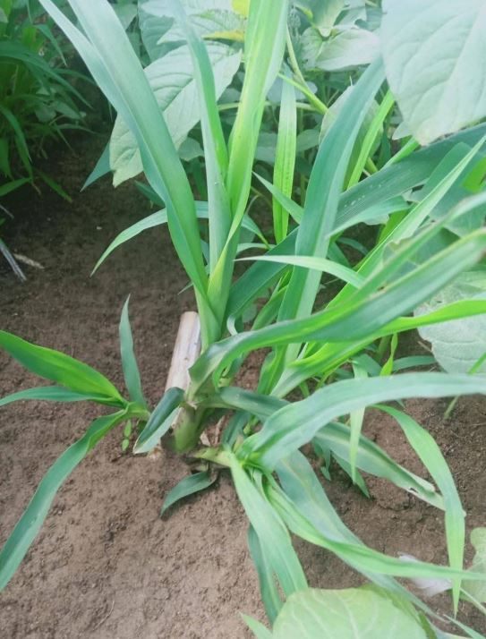 Close-up of Super Napier Pakchong stalks growing in dark brown soil, surrounded by broad green leaves. Bright and natural outdoor setting.
