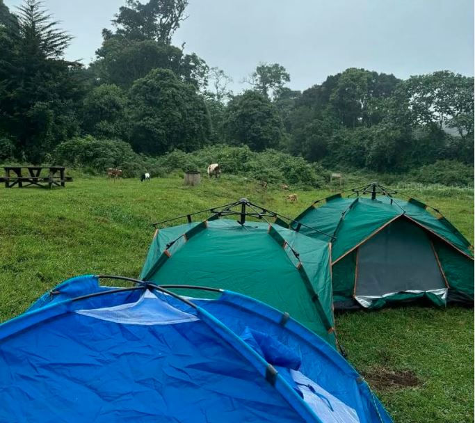 Three tents in green and blue on a grassy field with surrounding trees. Cows graze in the distance under a cloudy sky. Peaceful mood.