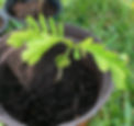 Young green sapling in a brown pot filled with soil, on grassy background. Bright, fresh leaves convey growth and vitality.