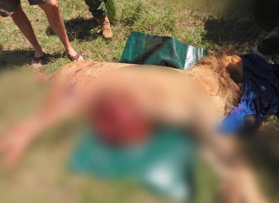A sleeping lion on grassy ground with a colorful mat and tarp. Nearby are people in shorts and boots, suggesting a wildlife setting.