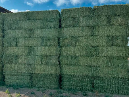 Napier Grass vs Alfalfa vs Timothy Hay: Which Is Best for Dairy Cows?