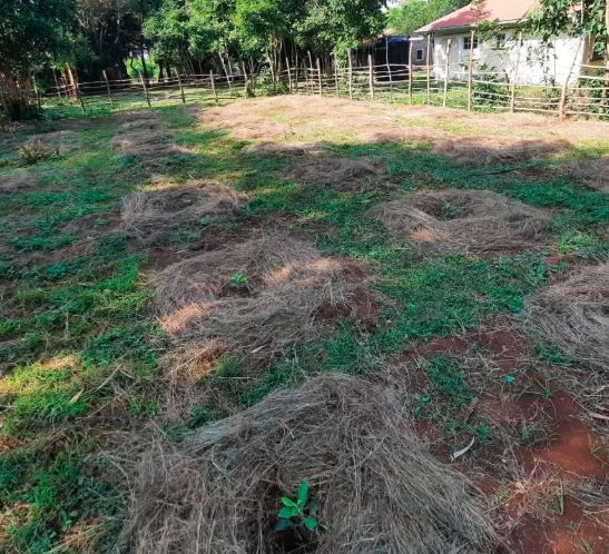 Dry grass piles scattered on a green field, under clear skies. A small house and trees are in the background, surrounded by a wooden fence.