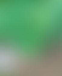 Potted green Gmelina Arborea plant with large leaves outdoors, surrounded by lush vegetation. Soil-filled sack next to the plant on grassy ground.