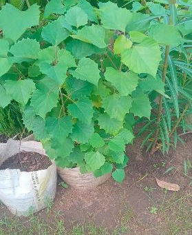 Potted green Gmelina Arborea plant with large leaves outdoors, surrounded by lush vegetation. Soil-filled sack next to the plant on grassy ground.