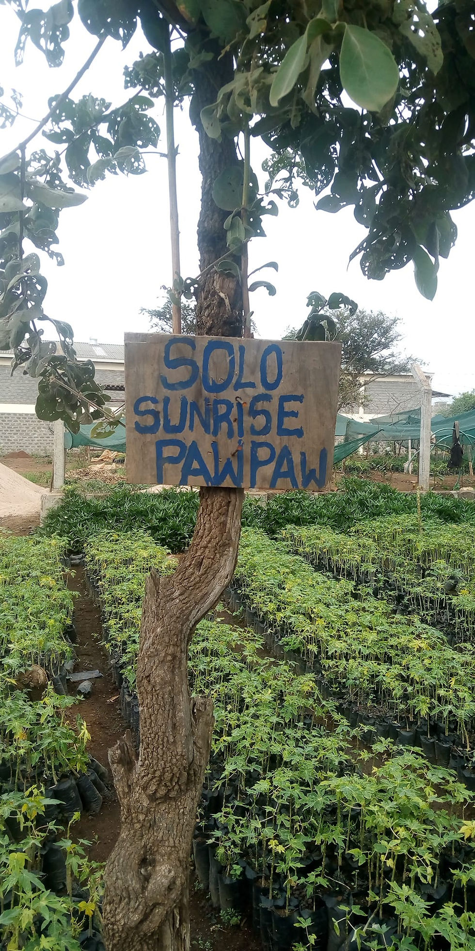 A board advertising solo sunrise pawpaw at Jkuates