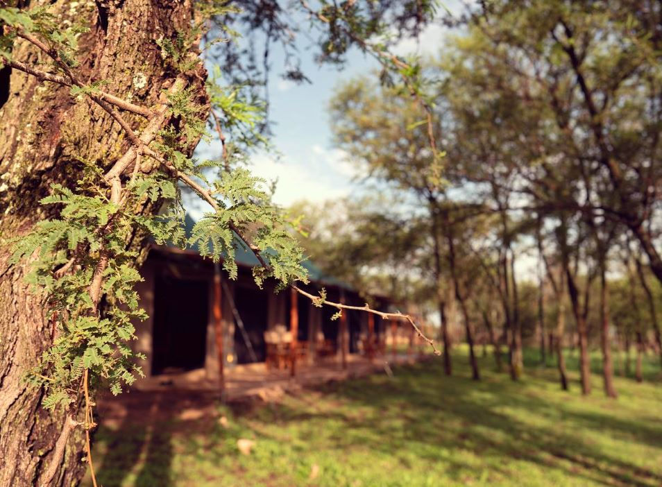 Close-up of a tree with green foliage in a sunlit forest. A wooden house is blurred in the background, creating a peaceful vibe.