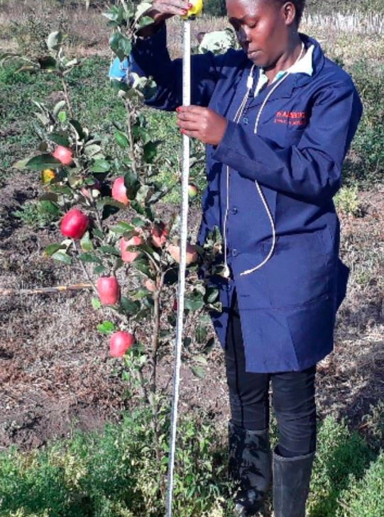 A woman in a blue coat measures a wambugu  apple tree with red apples in a field. She holds a measuring tape, surrounded by greenery.