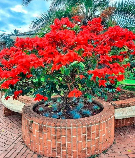 Ashanti Blood -Mussaenda