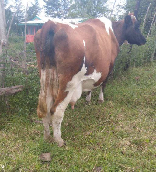 High Quality Ayrshire 8.5 months in calf producing 25 litres