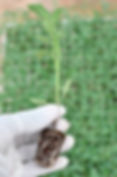 Gloved hand holding a small green plant with visible roots against a blurred background of greenery, suggesting a gardening scene.