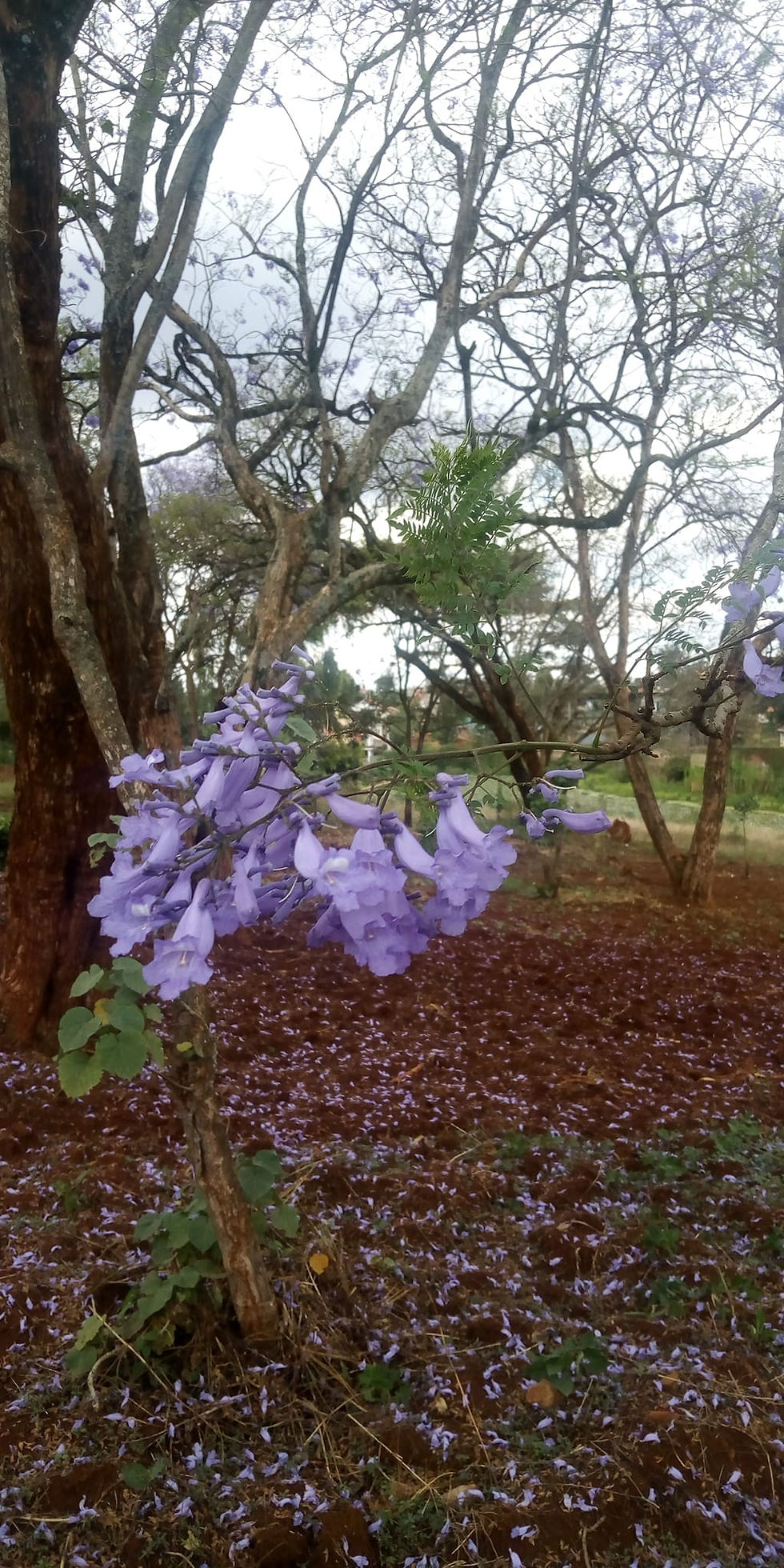 Jacaranda mimosifolia tree flowers